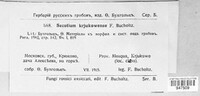 Secotium krjukowensis image